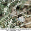 satyrium hyrcanicum altyagach female5